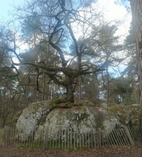 Bonsai fontainebleau